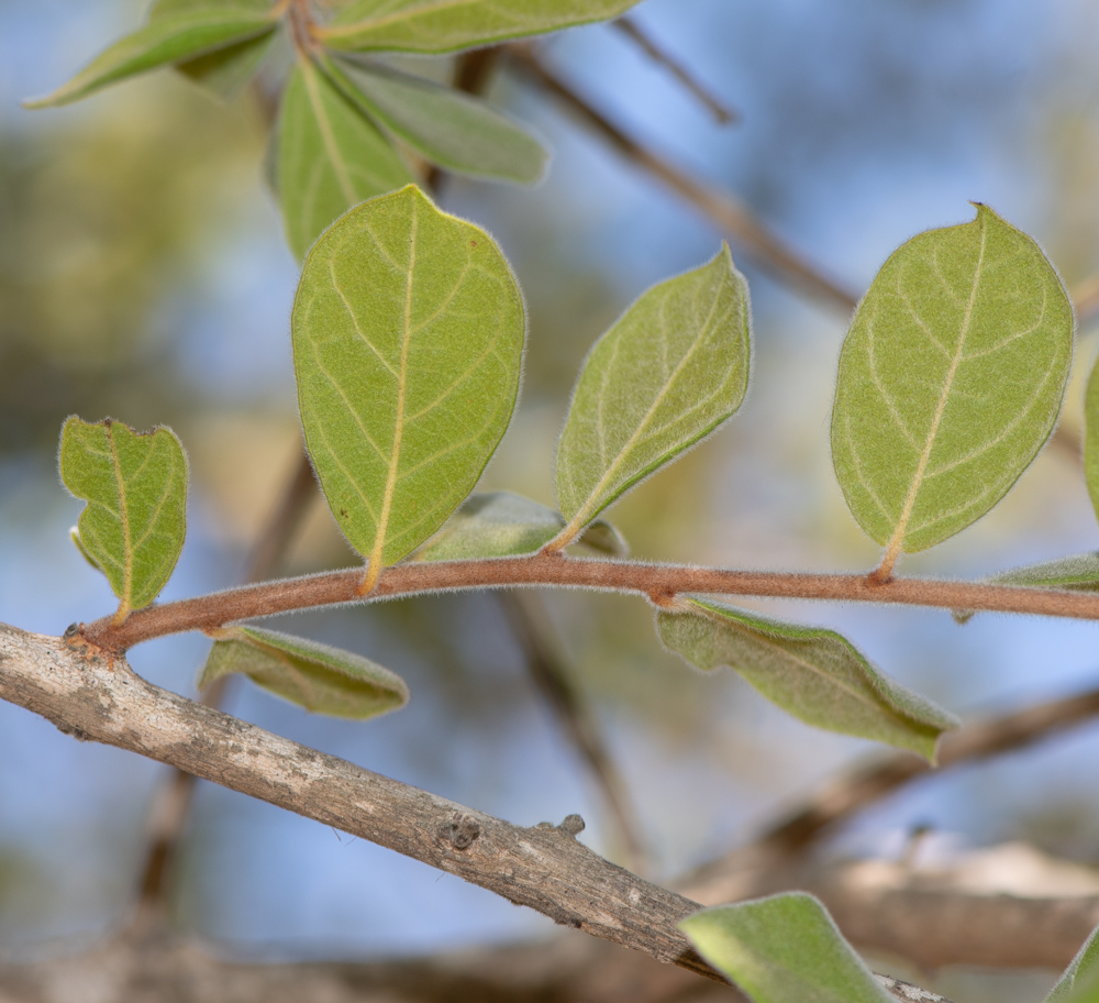 Image of Combretum molle specimen.