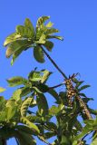 Barringtonia racemosa. Ветвь с бутонами и листьями. Мадагаскар, провинция Туамасина, регион Ацинанана, запов. \"Пальмариум\". 13.10.2016.
