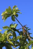 Barringtonia racemosa