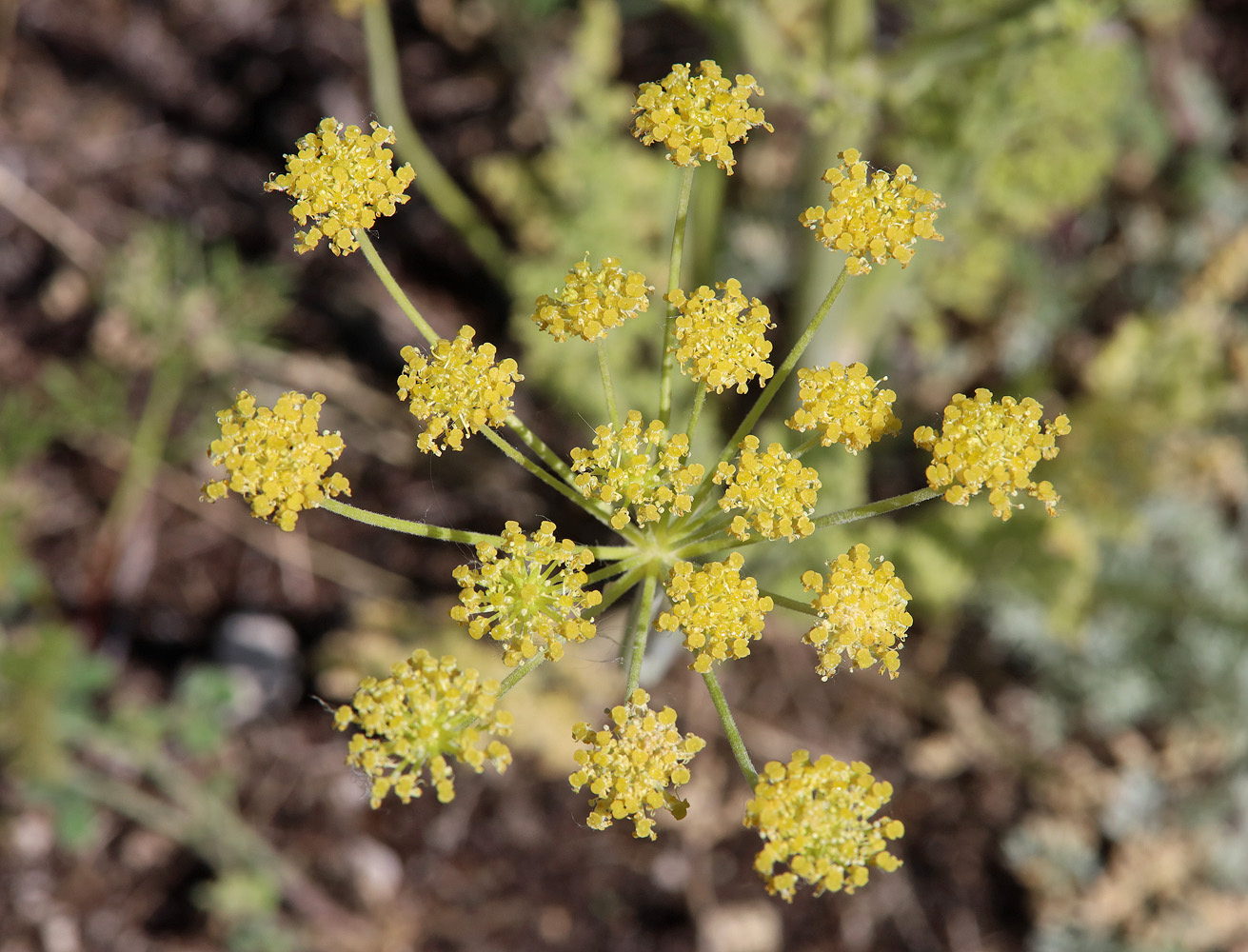 Изображение особи Zosima absinthifolia.