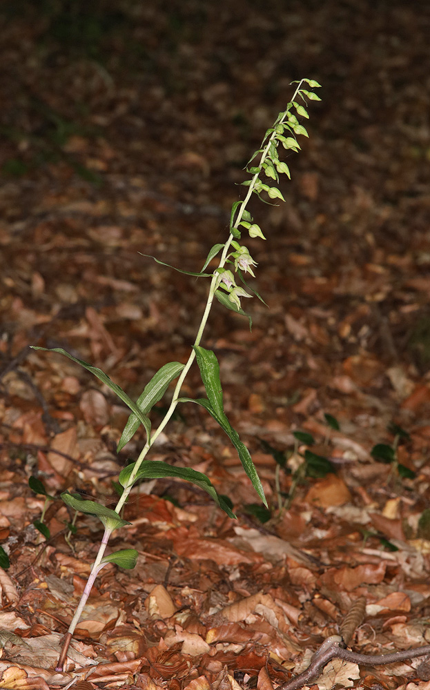 Image of Epipactis leptochila specimen.