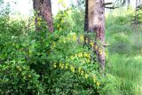 Berberis vulgaris