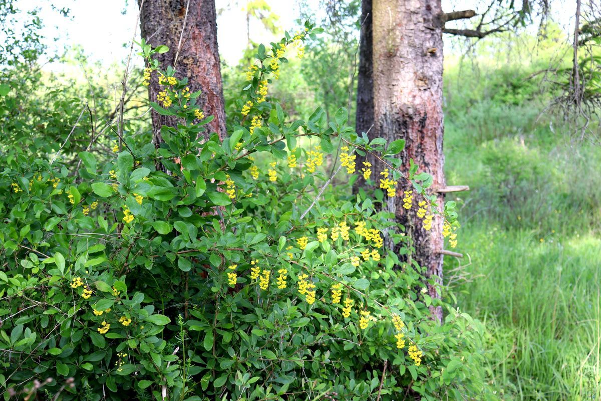 Image of Berberis vulgaris specimen.