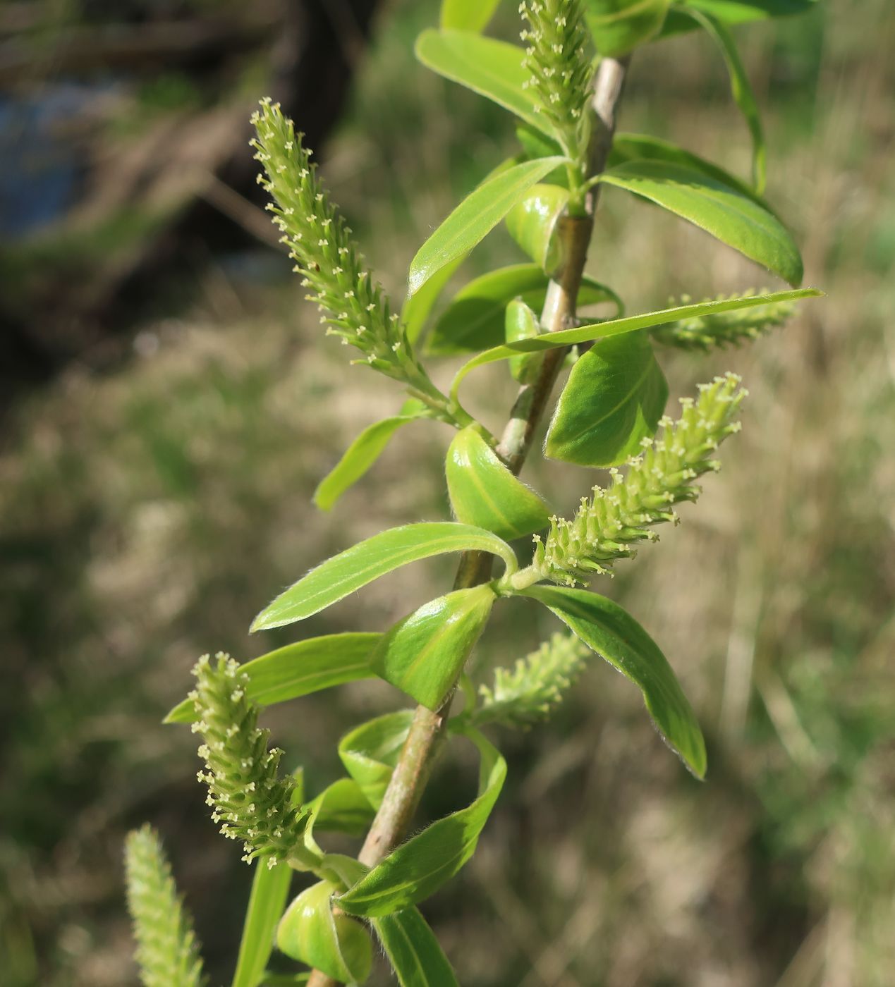 Image of Salix euxina specimen.