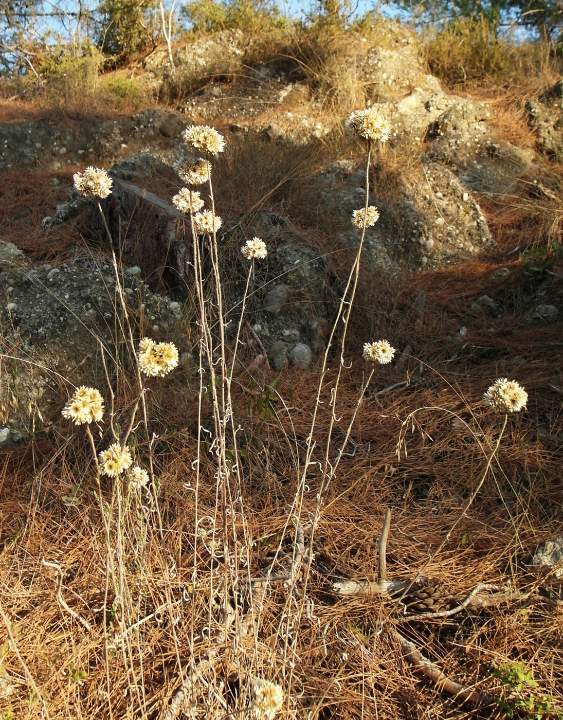 Изображение особи Helichrysum orientale.