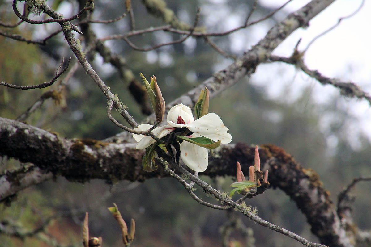 Изображение особи род Magnolia.