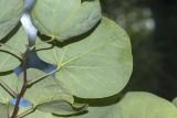 Cercis griffithii. Лист (абаксиальная поверхность). Крым, городской округ Ялта, пгт Форос, парк. 25.09.2022.