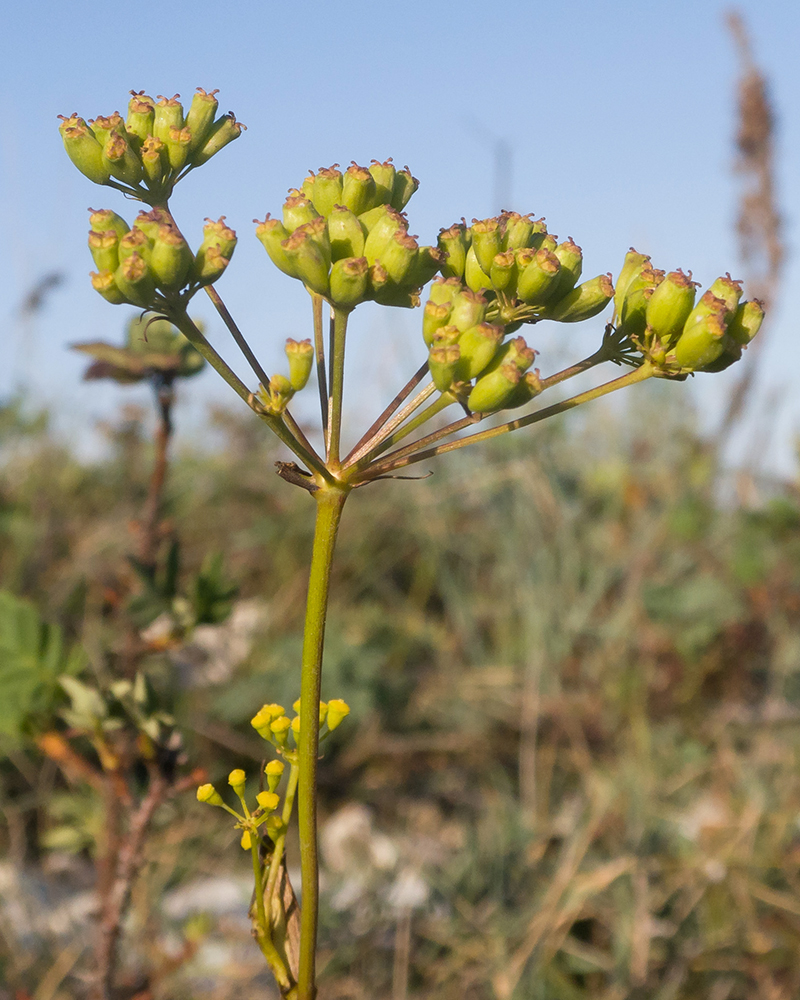 Изображение особи Peucedanum tauricum.