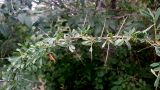 Caragana spinosa
