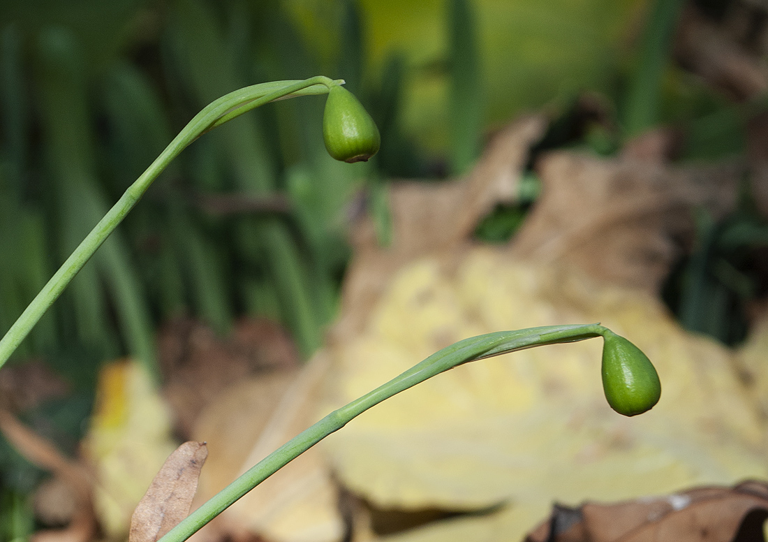 Image of Galanthus cilicicus specimen.