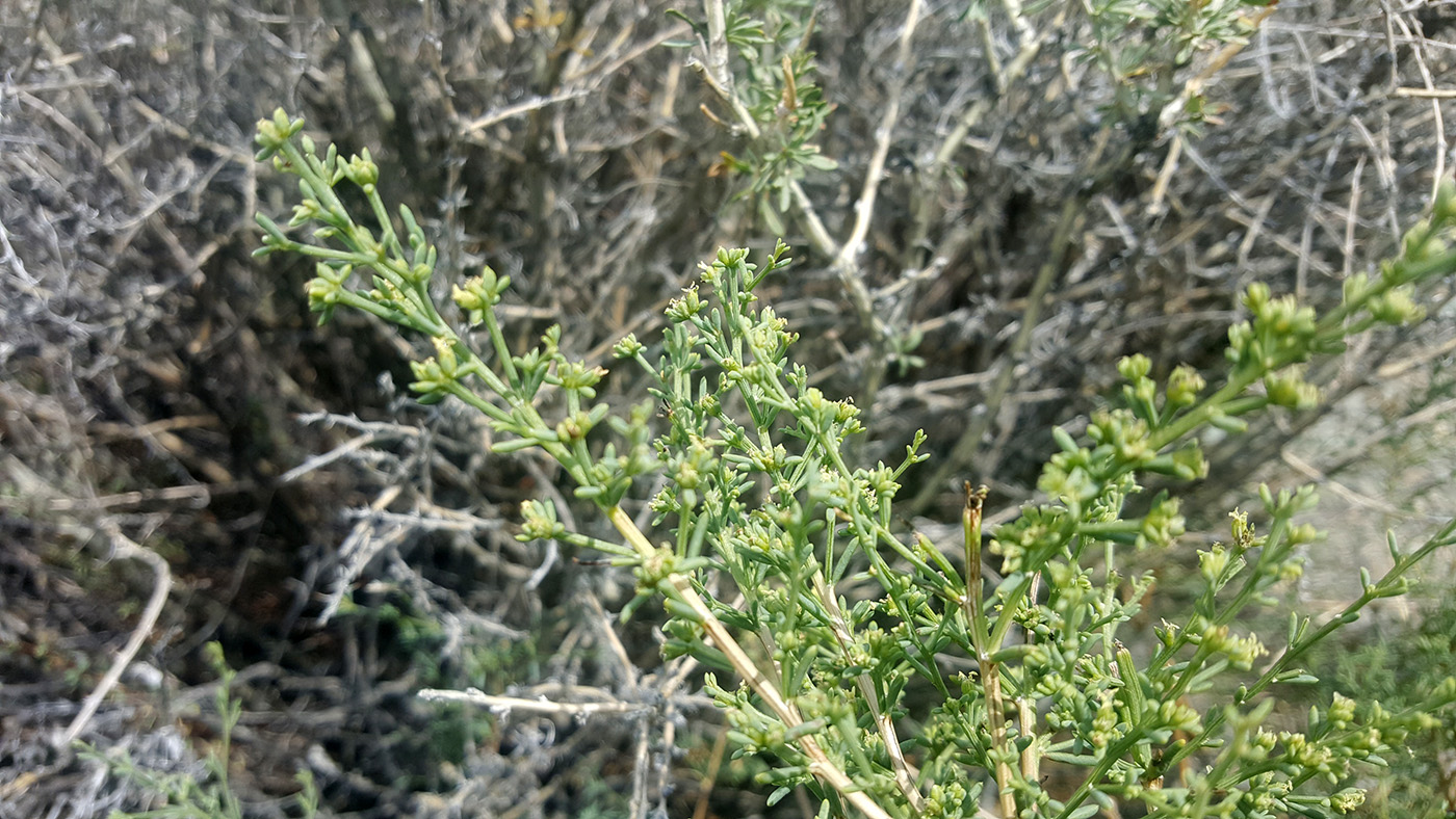 Image of Sympegma regelii specimen.