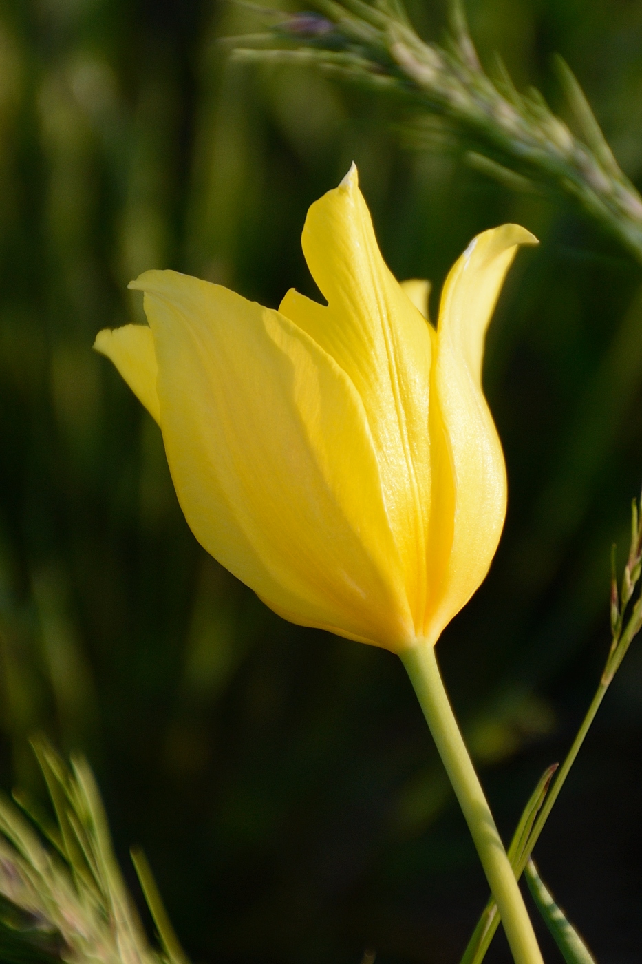 Изображение особи Tulipa suaveolens.