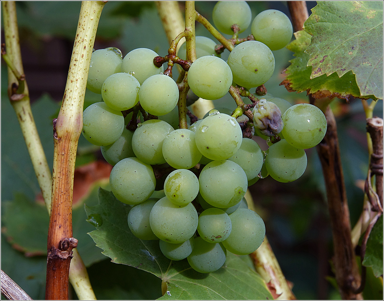 Image of Vitis vinifera specimen.