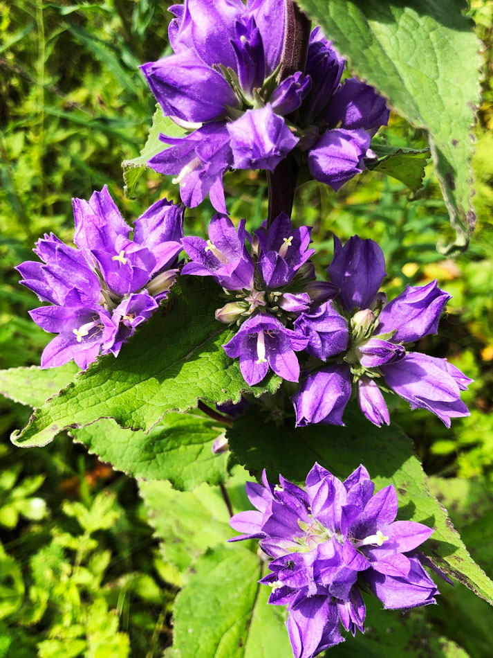 Image of Campanula cephalotes specimen.