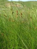 Carex praecox