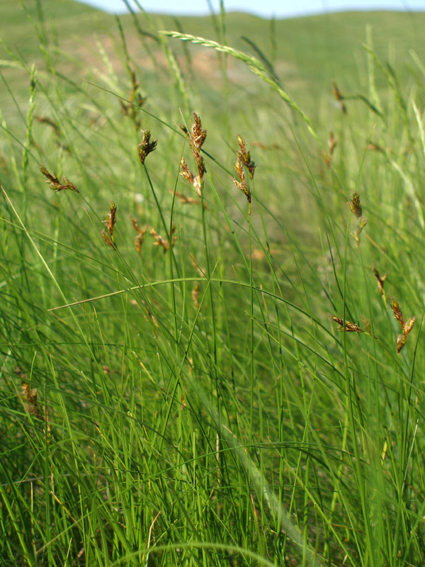 Изображение особи Carex praecox.