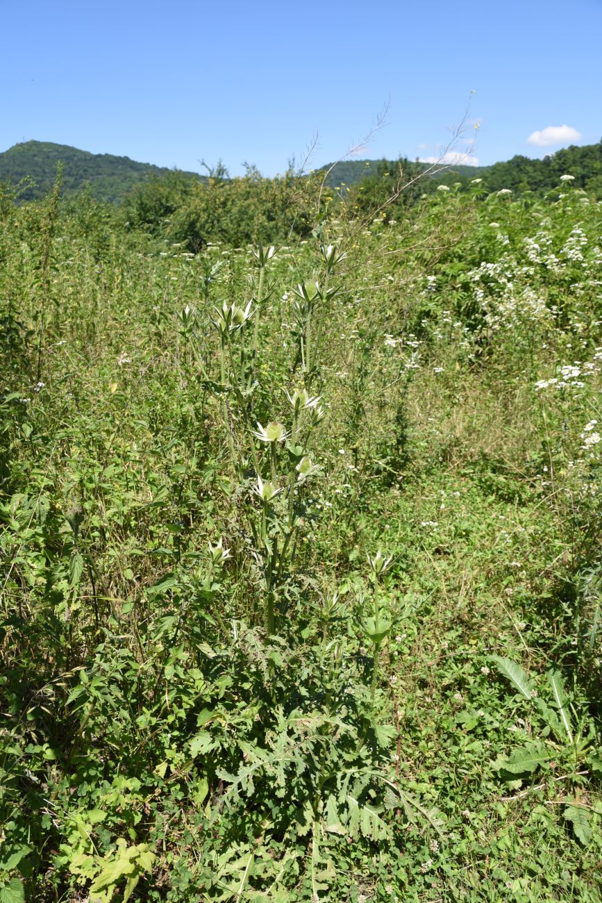 Image of Dipsacus laciniatus specimen.