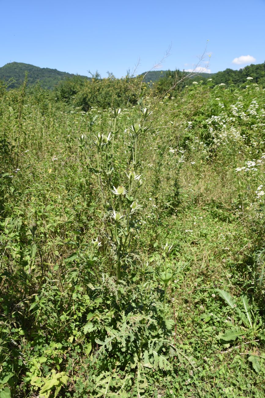 Изображение особи Dipsacus laciniatus.