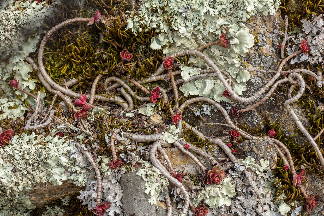 Image of Sedum spurium specimen.