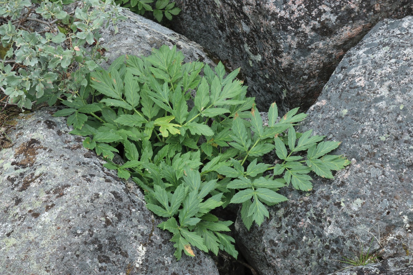 Изображение особи Archangelica officinalis.