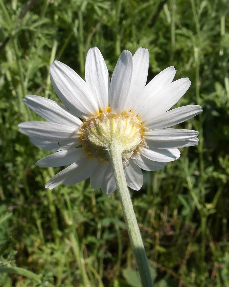 Image of Anthemis ruthenica specimen.