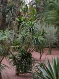 Aloe arborescens