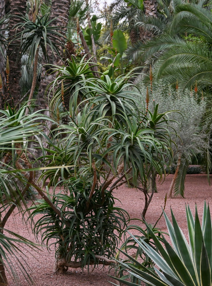 Image of Aloe arborescens specimen.