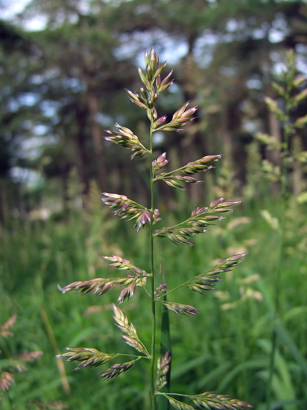 Изображение особи Phalaroides arundinacea.