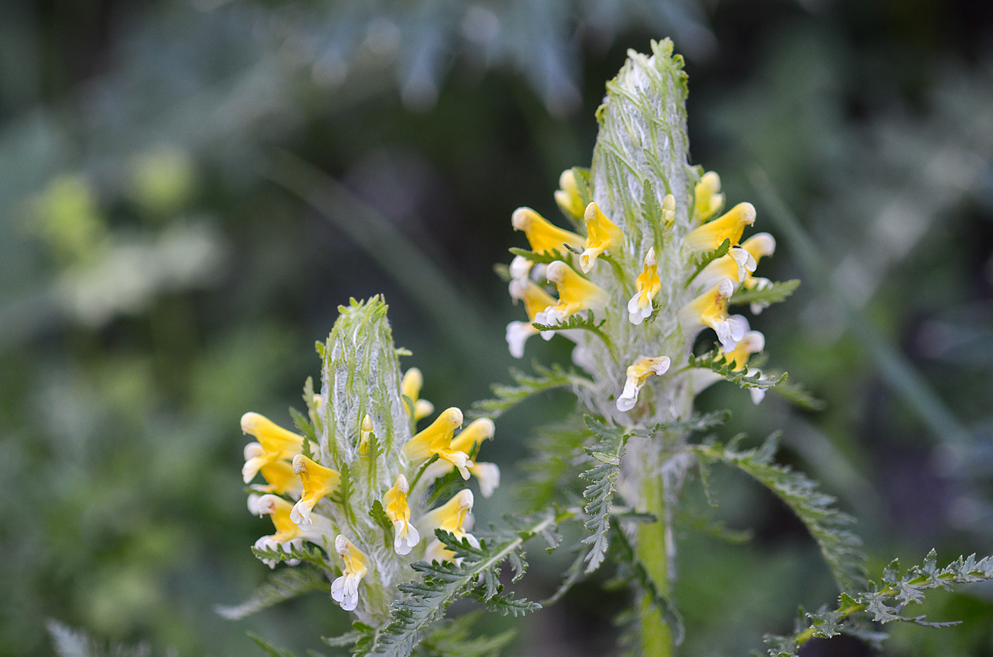 Image of Pedicularis condensata specimen.