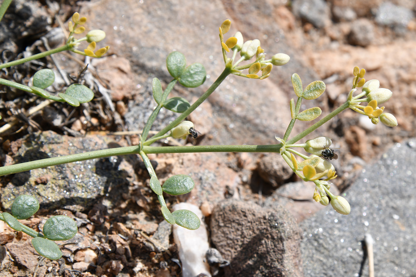 Изображение особи Zygophyllum miniatum.