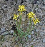 Erysimum callicarpum