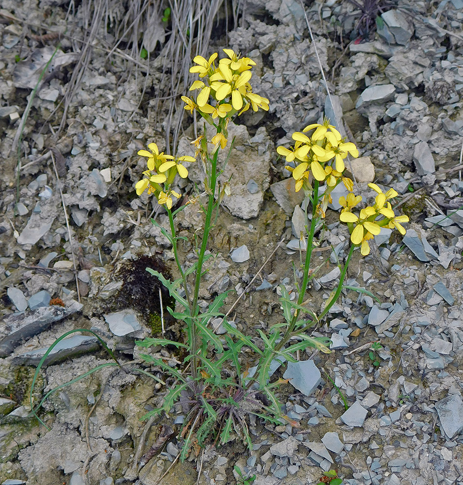 Изображение особи Erysimum callicarpum.