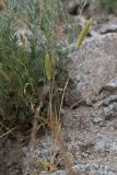 Phleum paniculatum. Плодоносящее растение. Таджикистан, Согдийская обл., хр. Моголтау, мелкозёмистый склон. 6 мая 2023 г.