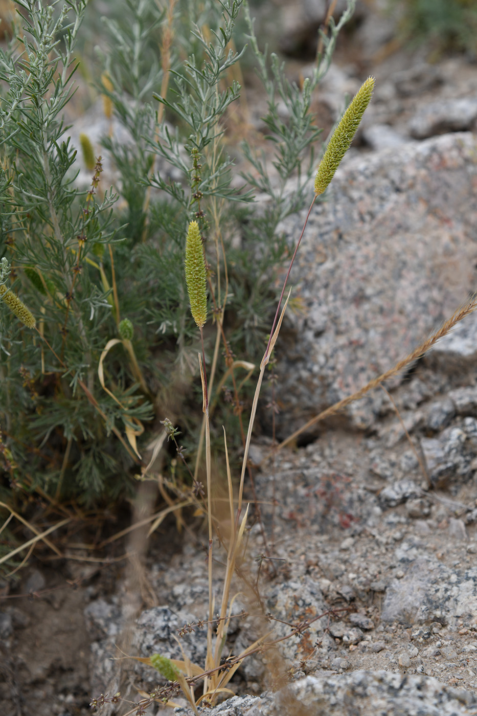 Изображение особи Phleum paniculatum.