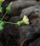 Sonchus oleraceus