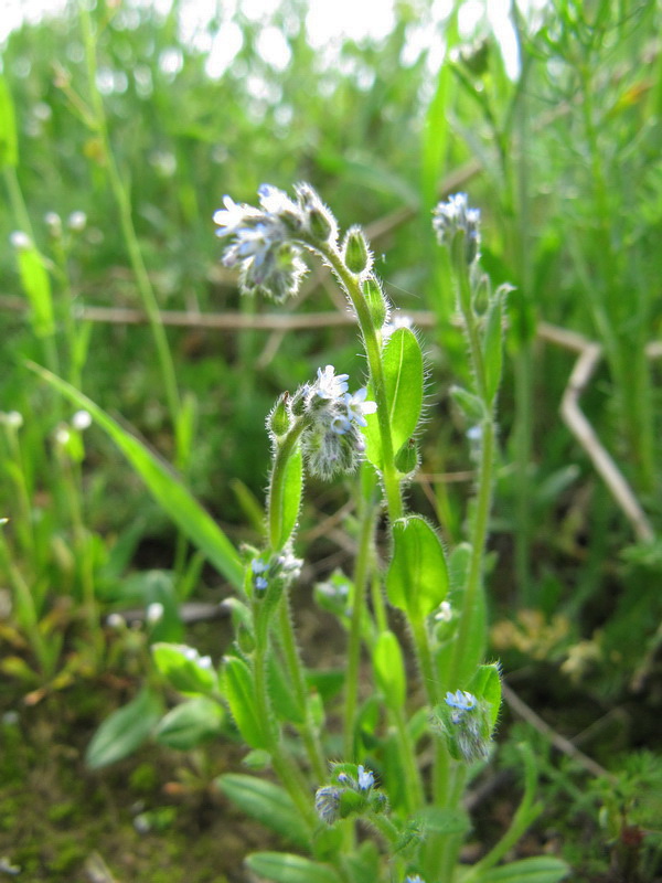 Image of Myosotis micrantha specimen.