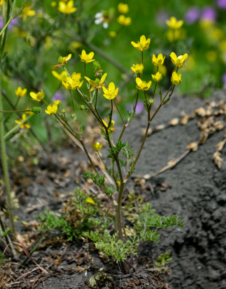 Image of genus Ranunculus specimen.