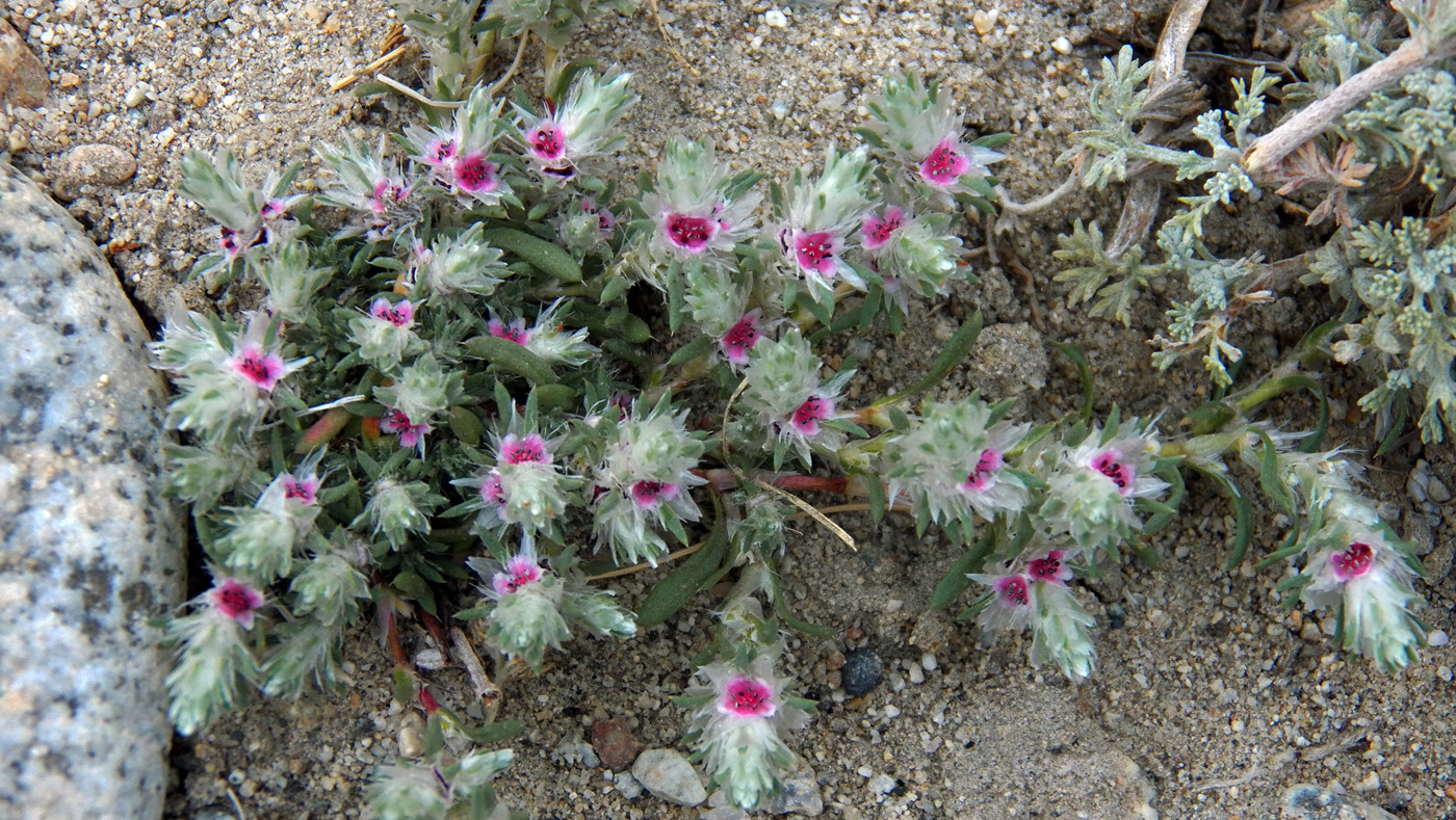 Изображение особи Polygonum paronychioides.