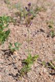 Nepeta micrantha. Цветущее растение. Казахстан, Алматинская обл., горы Богуты, подгорная пустыня. 25 мая 2023 г.