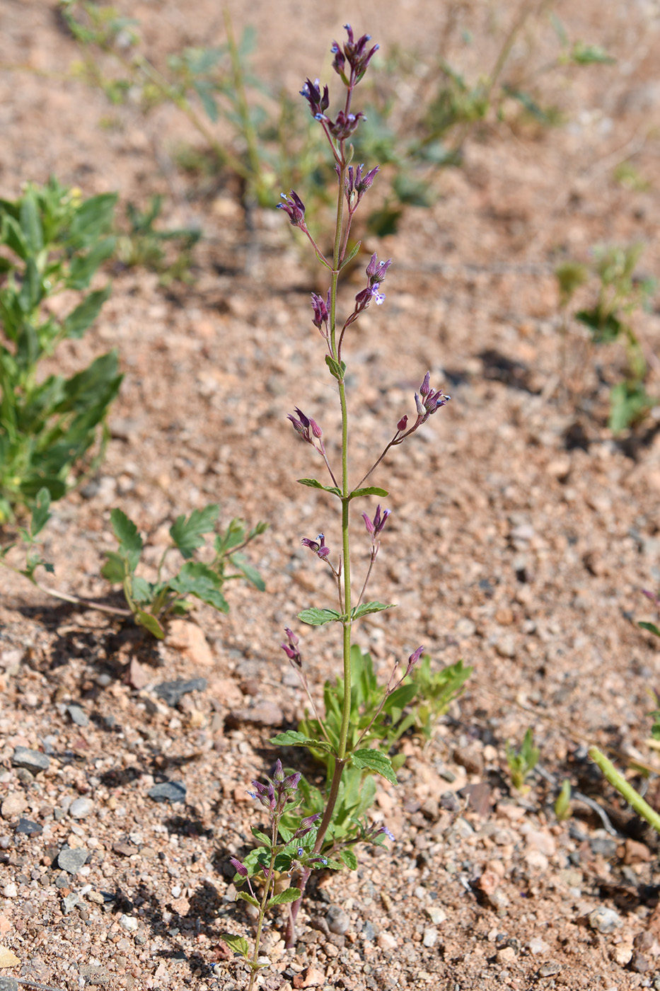 Изображение особи Nepeta micrantha.