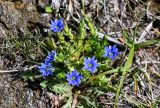 Gentiana karelinii