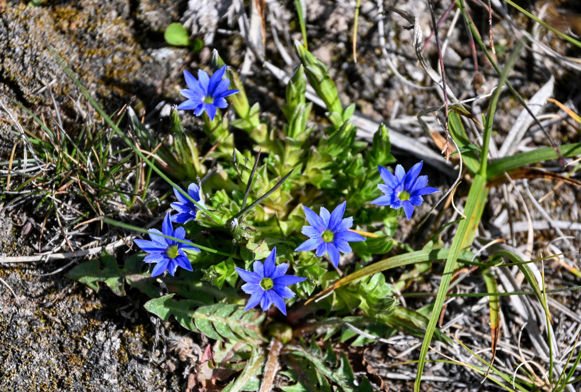 Изображение особи Gentiana karelinii.