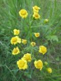 Senecio vernalis