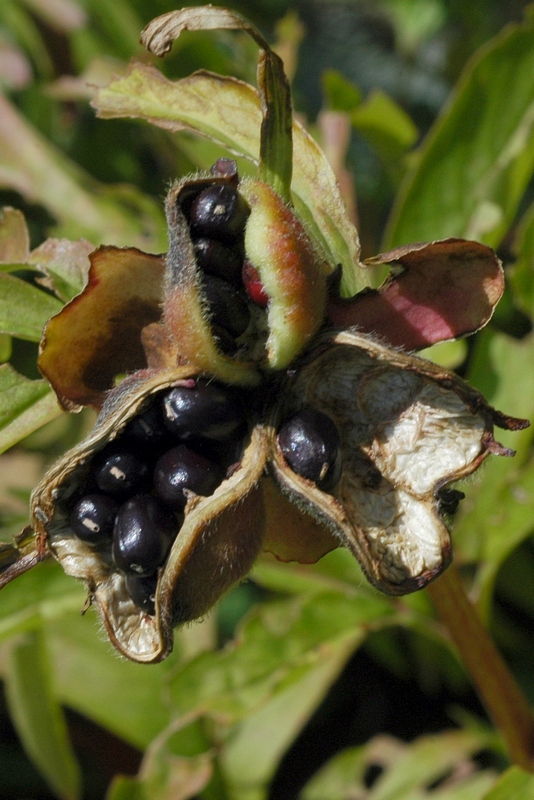 Изображение особи Paeonia anomala.