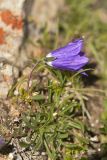 Campanula saxifraga. Цветущее растение. Карачаево-Черкесия, Карачаевский р-н, Большой Кавказ, правый борт долины Дорбунчат, седловина перевала Охотничий, ≈ 3220 м н.у.м., мелкая осыпь 22.07.2023.