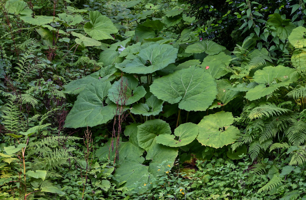 Image of Petasites hybridus specimen.