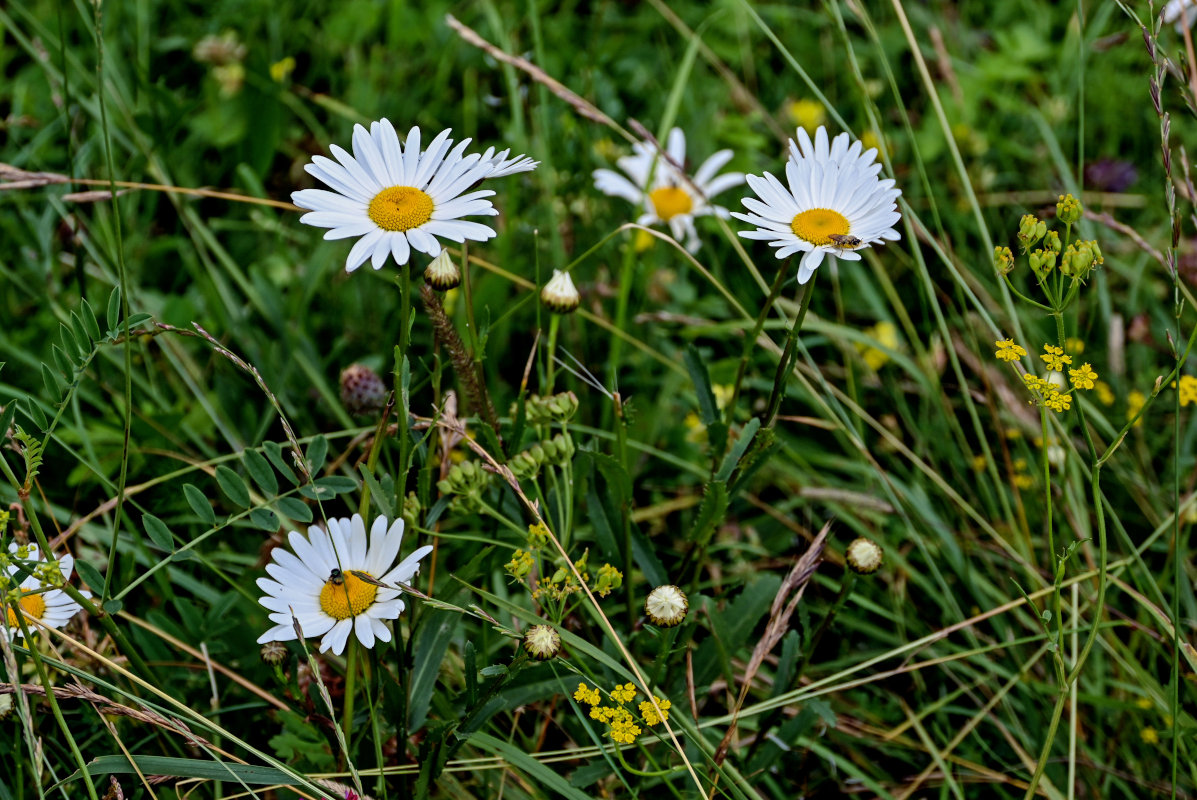 Изображение особи Leucanthemum vulgare.