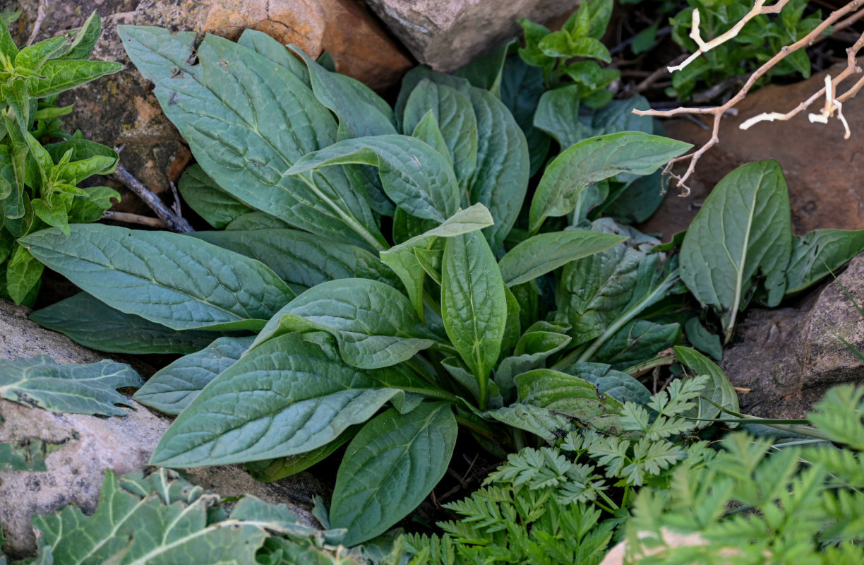 Изображение особи Solenanthus biebersteinii.