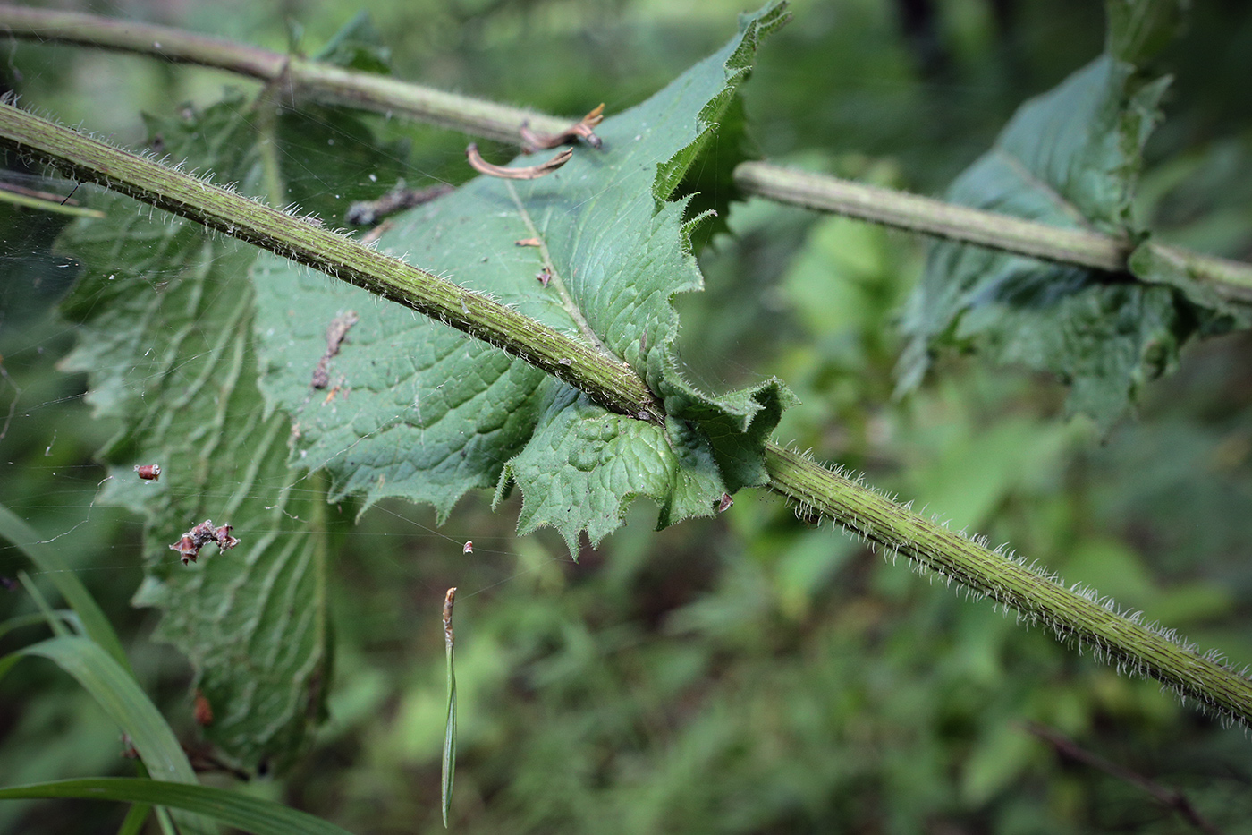 Image of Crepis sibirica specimen.