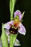 Ophrys apifera